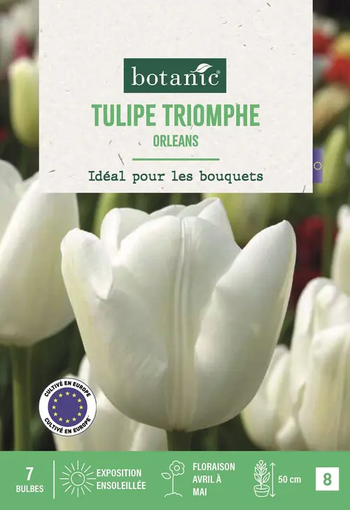 Bulbes de fleurs Tulipe triomphe Orleans blanc botanic® - 7 bulbes