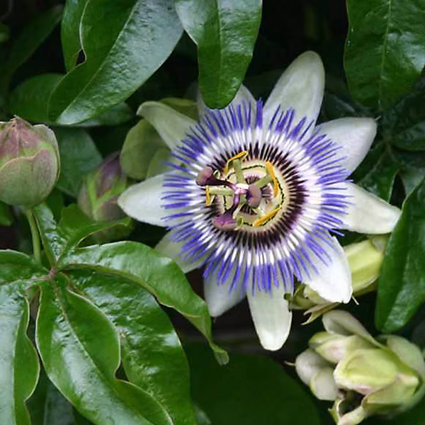2 x Passiflore bleue – Passiflora caerulea | 50 | 60 cm pot