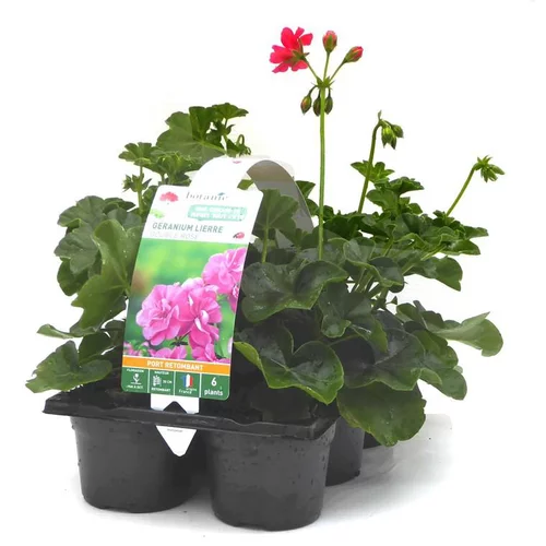 Géranium lierre double rose - Le pack de 6 plants