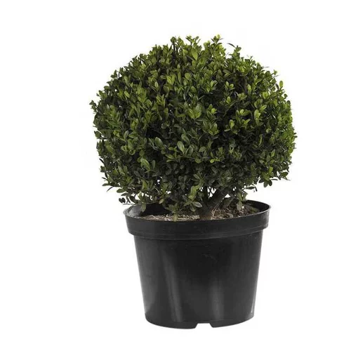 Houx en pot de 5 litres