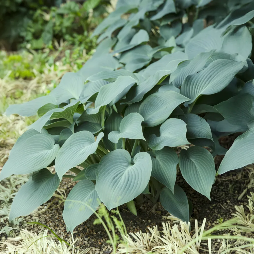 Hosta Blue Cadet Hosta blue cadet