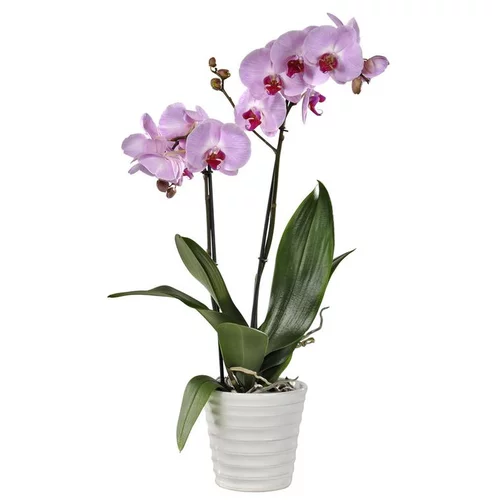 Orchidée Phalaenopsis 2 branches botanic® - en pot 12 cm