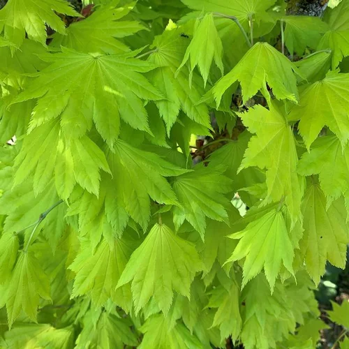 Érable du Japon Aureum (Acer Shirasawanum) Le pot de 30 litres
