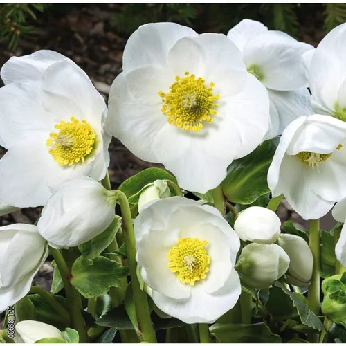 Hellébore noir ou Rose de Noël à fleurs blanches - Le pack de 6 plants