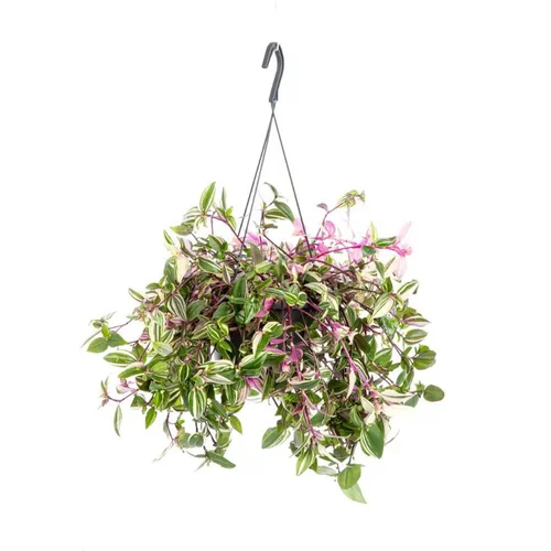 Tradescantia Quadricolor suspension. Le pot Ø 18 cm