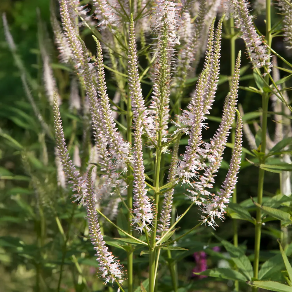 Véronique de Virginie Roseum Veronicastrum virginicum roseum