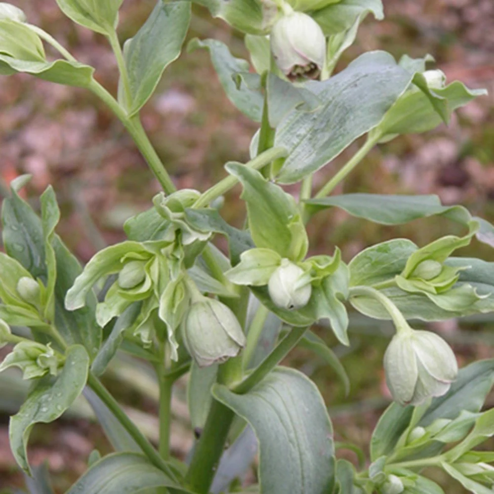 Hellébore fétide Helleborus foetidus