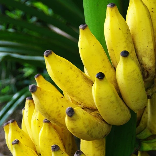 Bananier fruitier Dajiao Musa x Dajiao