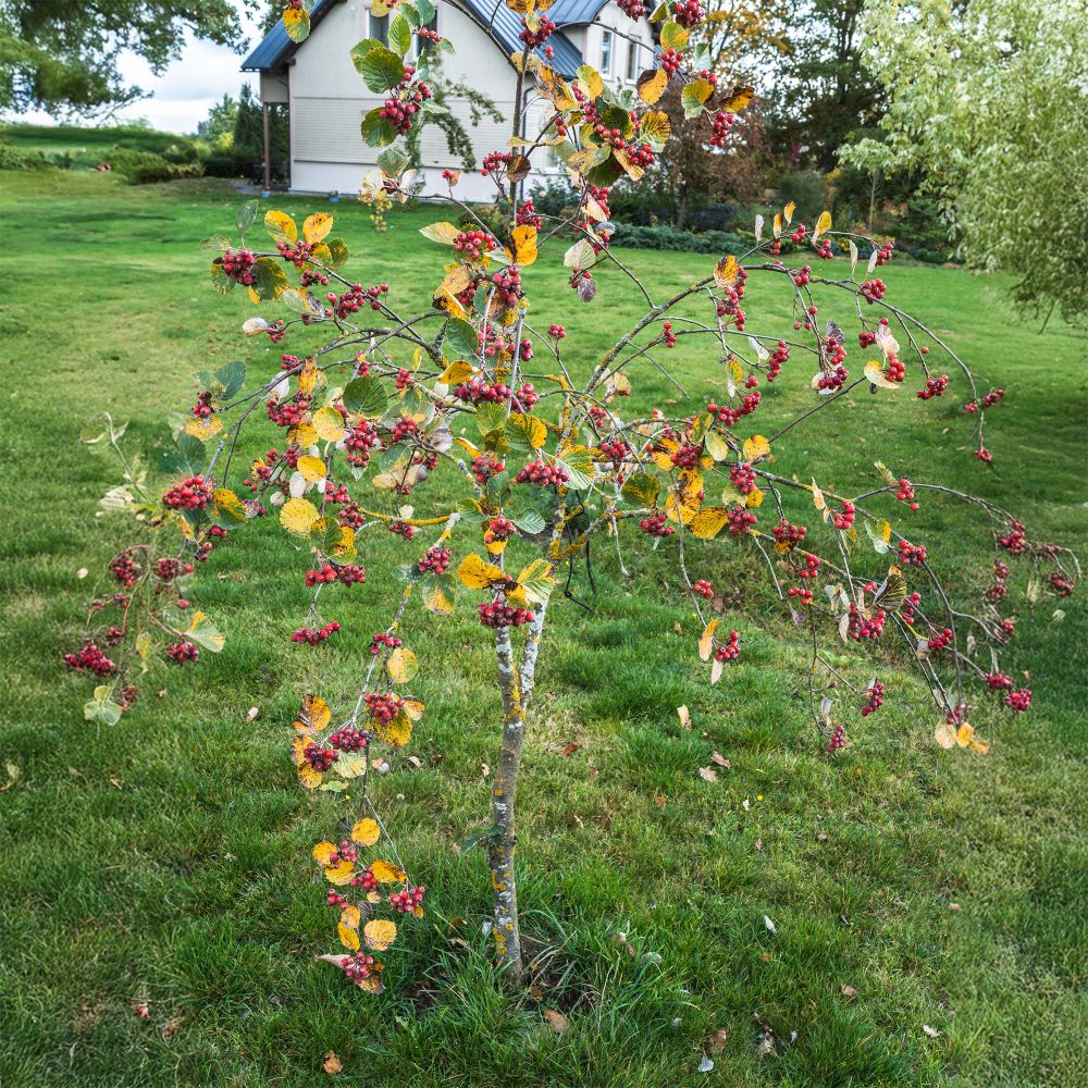 Alisier blanc Lutescens Sorbus aria Lutescens