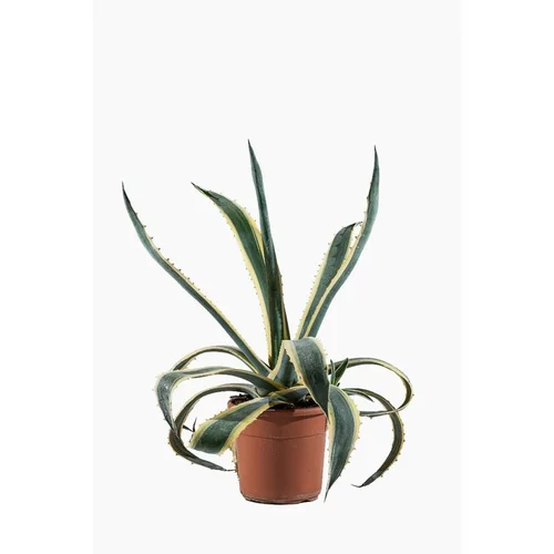 Agave Americana en pot de 15 L vert