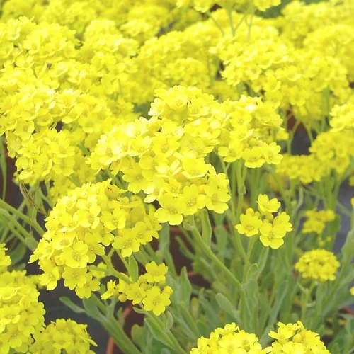 Alysse ou corbeille d'or. La barquette de 6 plants