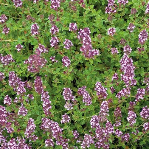 Thym Serpolet Bio. Le pot de 1 litre