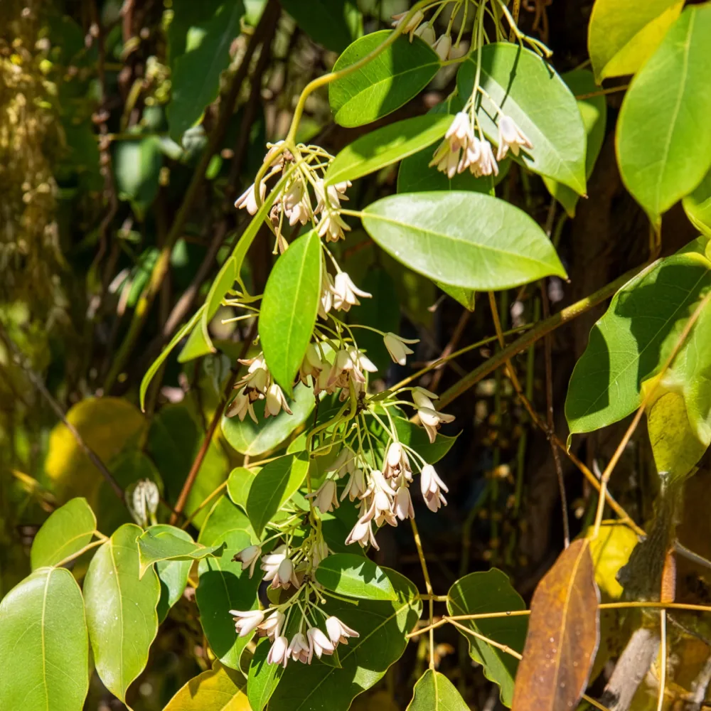 Vigne bleue de Chine Holboellia coriacea