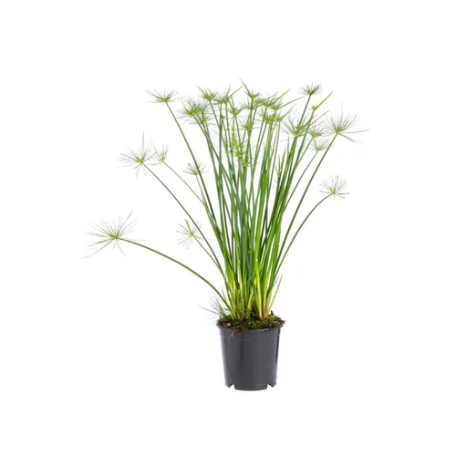 Cyperus Haspan pot Ø14xH55 cm