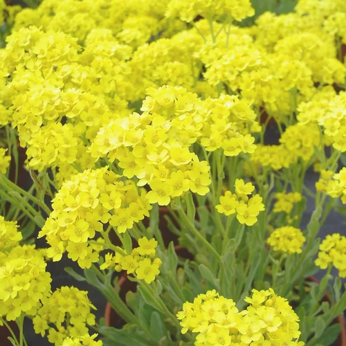 Alyssum Saxatile Gold Cuschion. Le pot de 1 litre