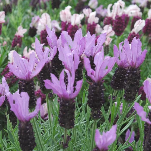 Lavande Papillon ou Stoechas Bee-Loved à fleurs violettes - Le pot de 3 litres