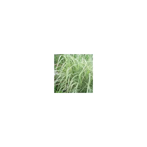 Miscanthus Sin.Morning Light - Le pot de 3 litres