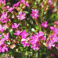 Cuphea Hyssopifolia rose. Le pot de 1 litre