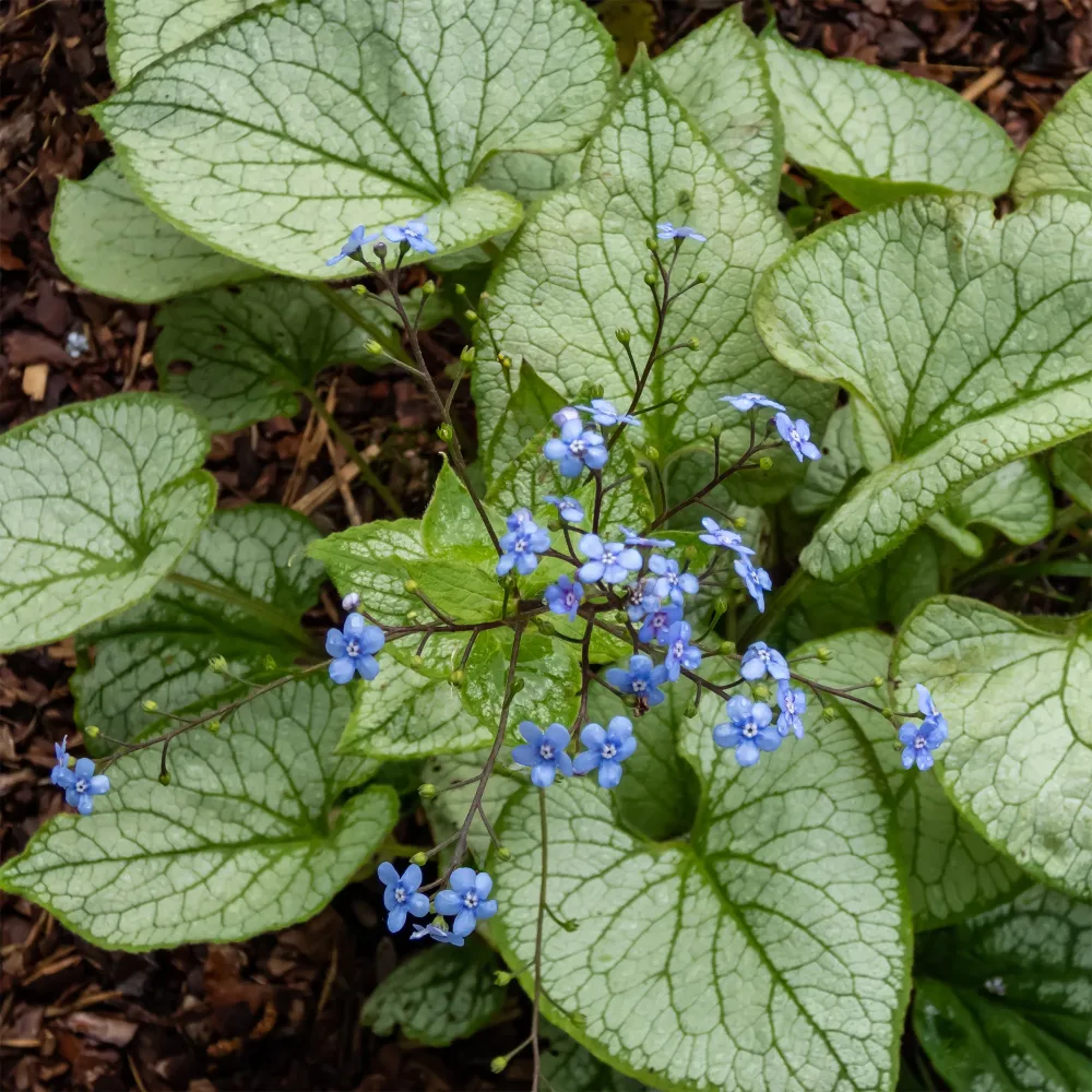 Myosotis du Caucase Jack Frost Brunnera macrophylla jack frost