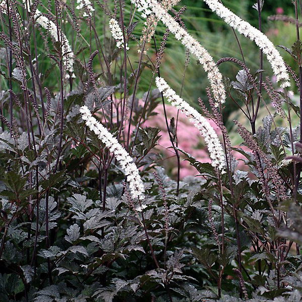 6 x Actée à grappes 'Atropurpurea' – Actaea racemosa 'Atropurpurea', godet 9cm x 9cm