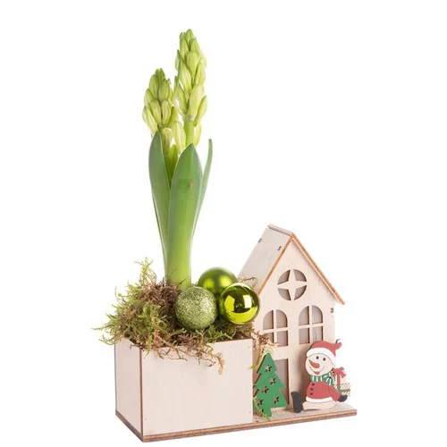Composition de Noël jacinthe multicolore maison en bois