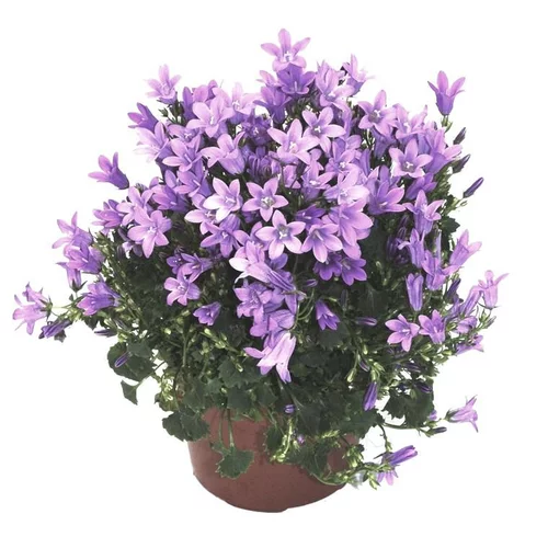 Campanula Get Me bleue - Le pot de 10.5 cm