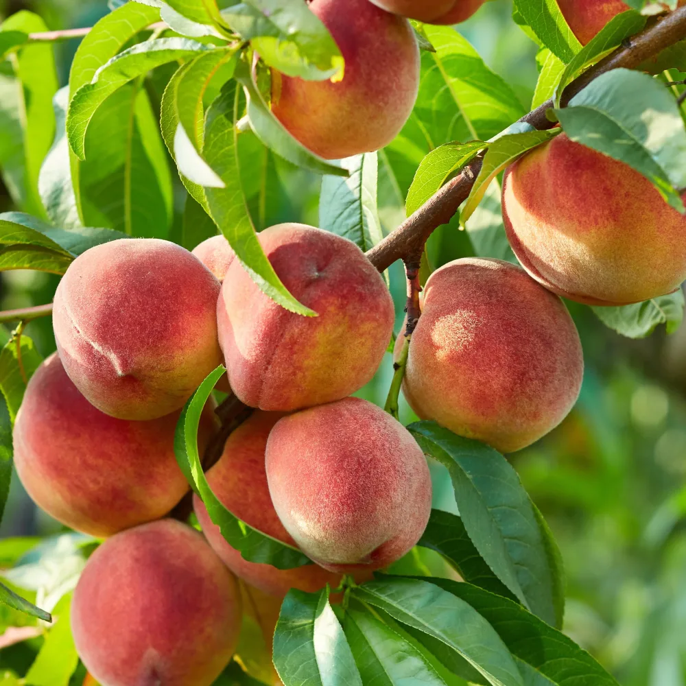 Pêcher Dixired Prunus persica 'dixi red'