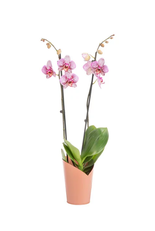 Phalaenopsis 2 branches H 65 x Ø 12 cm avec cache pot