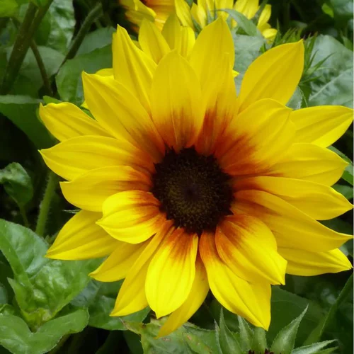 Tournesol Vivace - Le pot de 5 litres