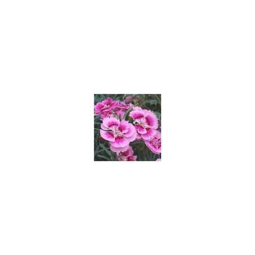Oeillet Nain - Le pack de 4 plants
