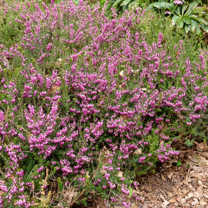 Bruyère d'hiver Furzey Erica darleyensis furzey