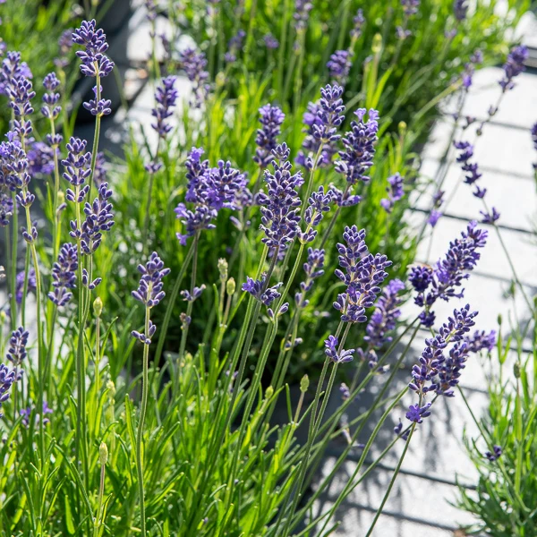 Lavande vraie Munstead Lavandula angustifolia 'munstead'