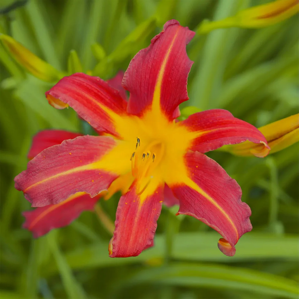 Hémérocalle Autumn Red Hemerocallis autumn red