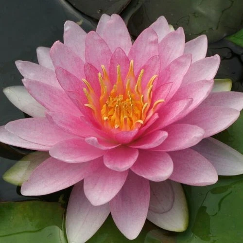 Nénuphar Hollandia Nymphaea Hollandia