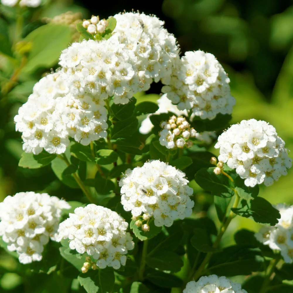 Spirée à feuilles de bouleau Tor Spiraea betulifolia Tor