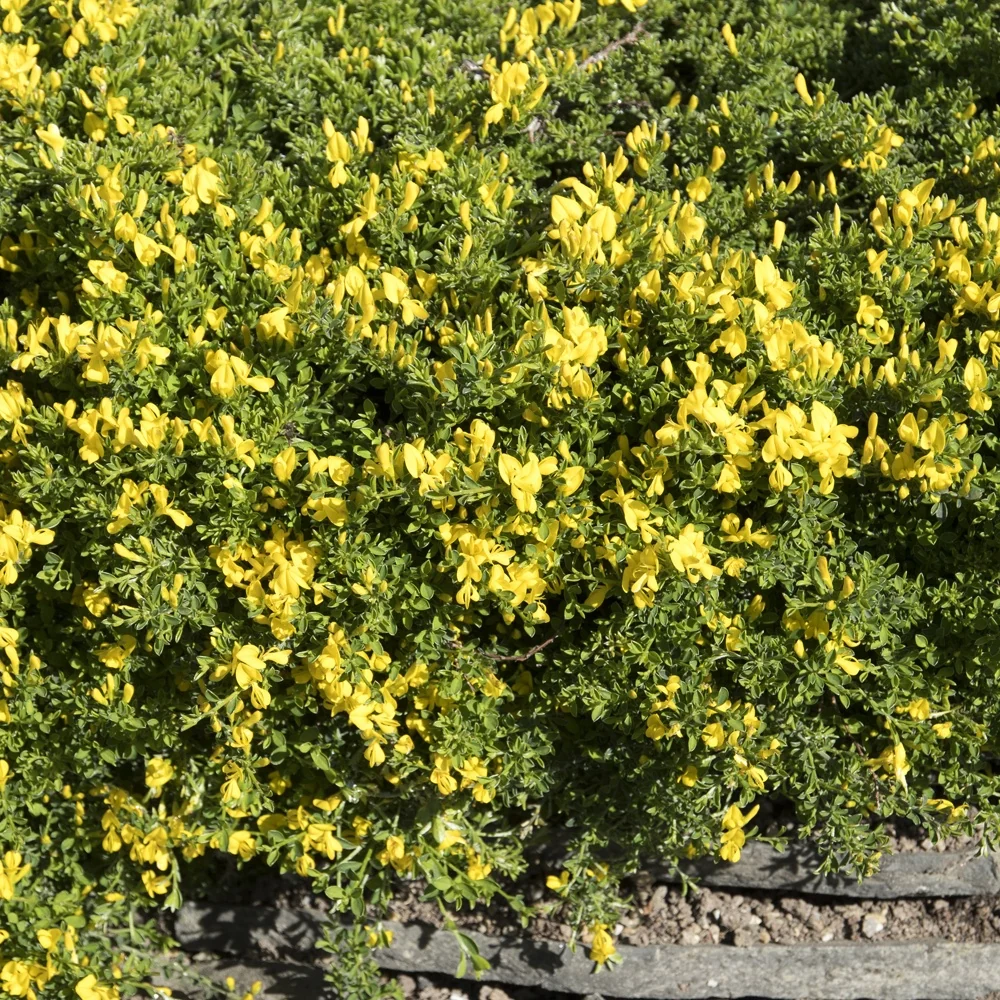Genêt poilu Vancouver Gold Genista pilosa 'vancouver gold'