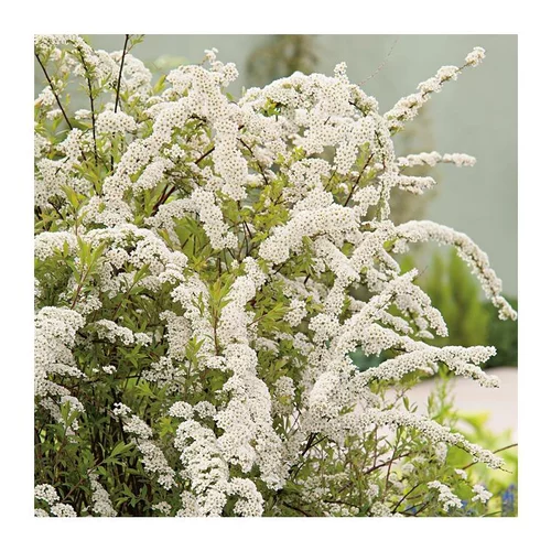 Spirée - pot 3 L