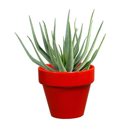 Pot horticole en terre cuite émaillée Rouge - D10 x H8.5