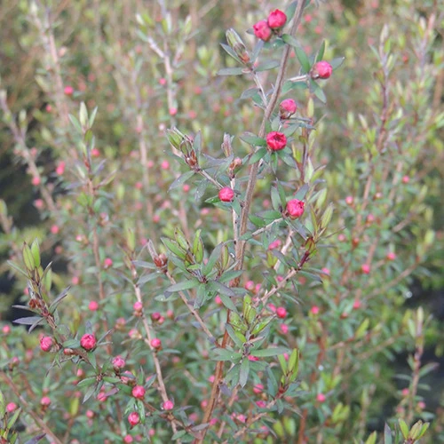 Arbre à thé Ruby Glow Leptospermum scoparium Ruby Glow
