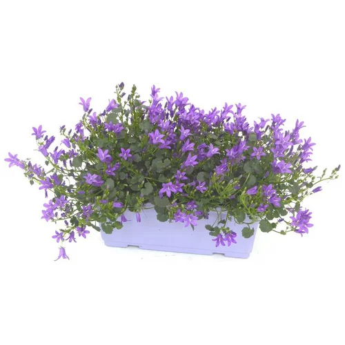 Campanule Duo - La Jardinière de 40 cm