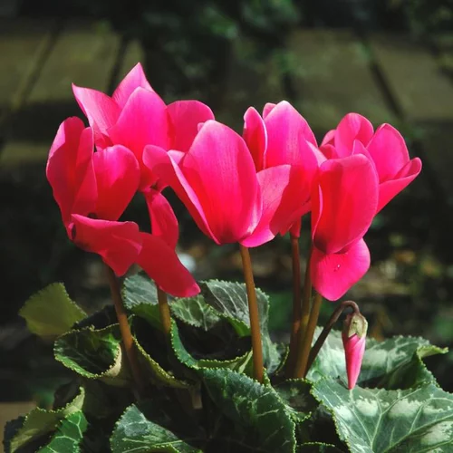 Mini Cyclamen - Le pot de 10.5 cm