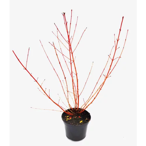 Cornouiller Sanguinea Magic Flame 100/125. Le pot de 15 litres
