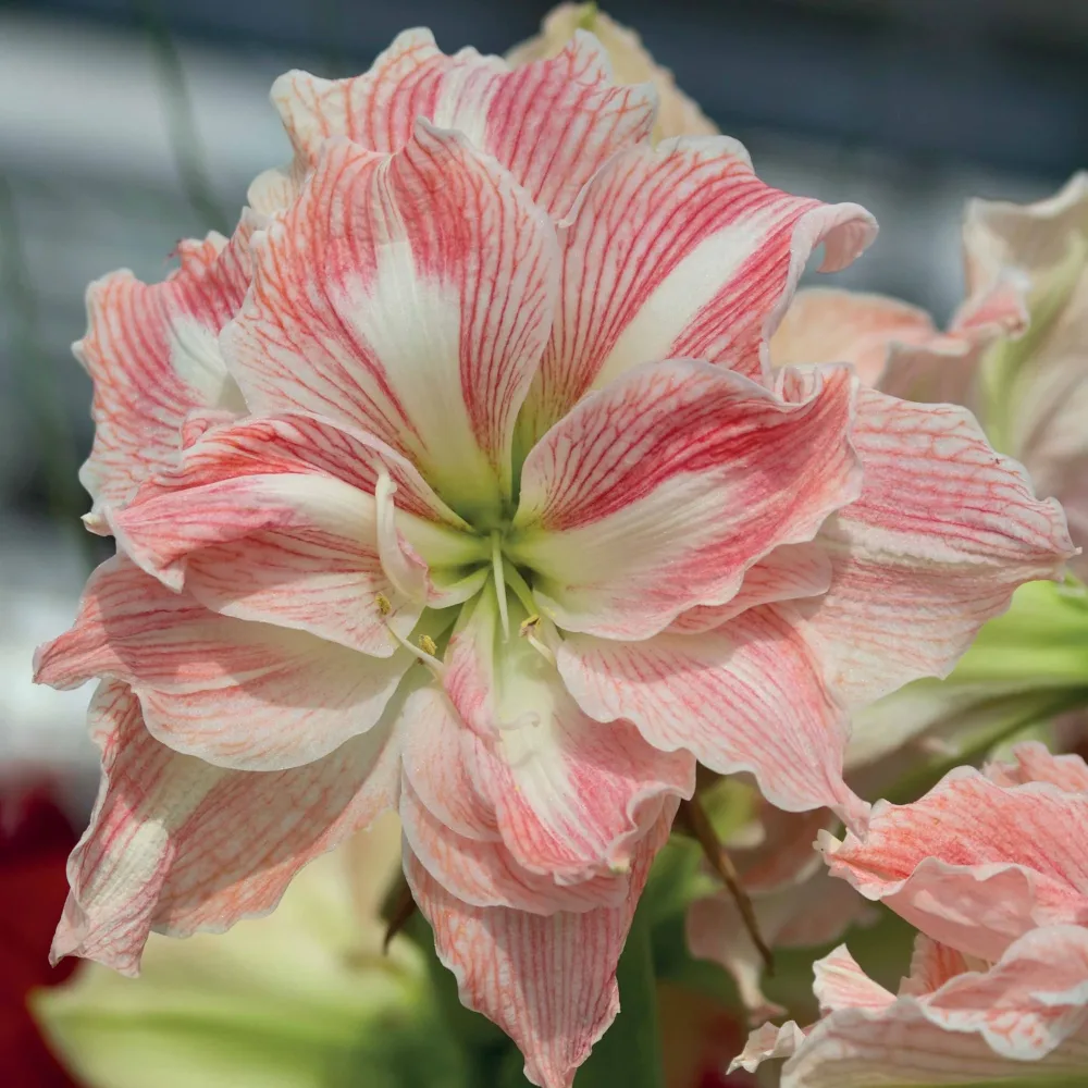 Amaryllis Happy Nymph Amaryllis happy nymph