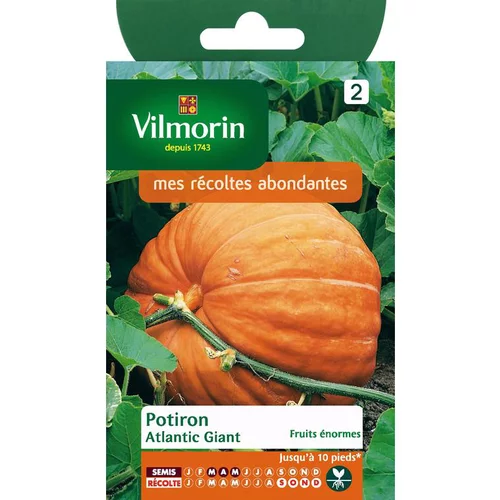 Graines de potiron atlantic Vilmorin - graines à semer