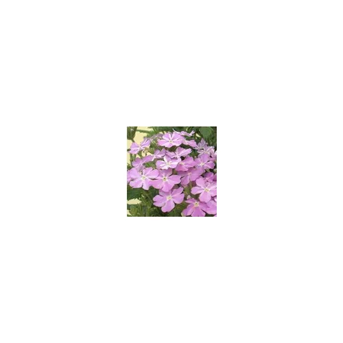 Verbena Tapissante Lilas - Le pot de 9 x 9 cm