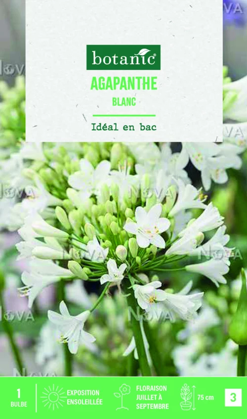 Bulbe de fleurs Agapanthe blanc botanic® - 1 bulbe