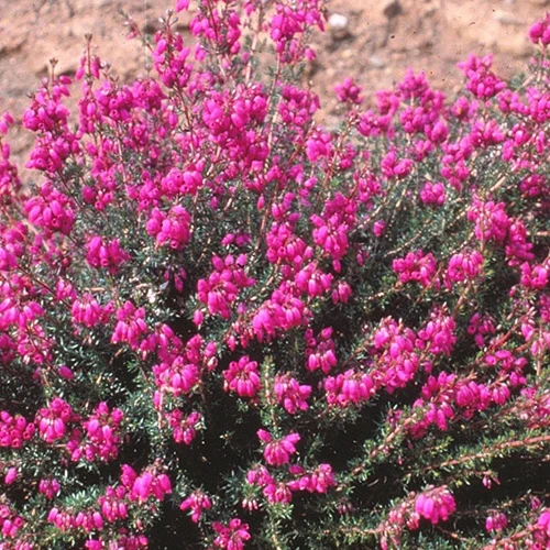 Bruyère cendrée Pallas Erica cinerea pallas