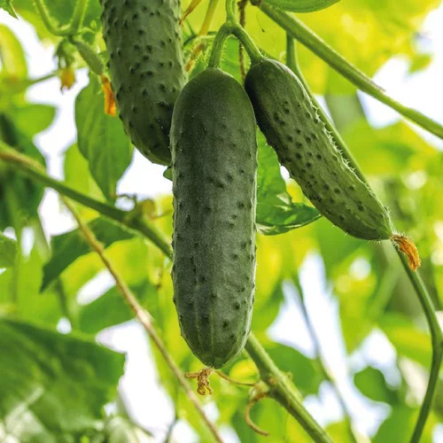 Cornichon Hokus Bio. La barquette de 3 plants