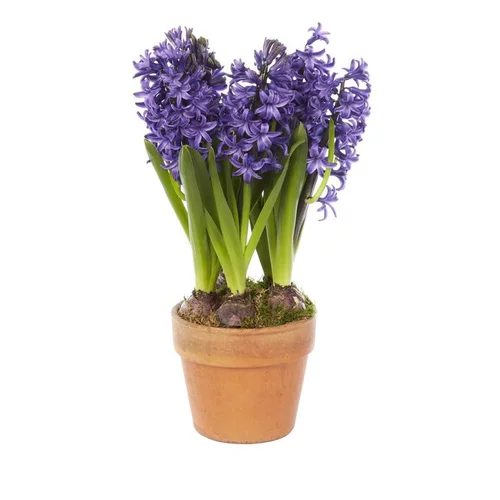 Jacinthes x3 pot terre cuite