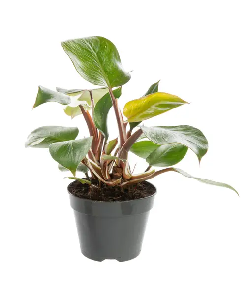 Philodendron White Princess multicolore. Le pot Ø 12 cm